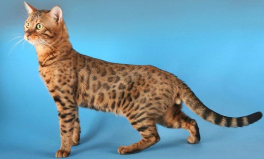 Кошки породы калифорнийская сияющая - сильные и ловкие животные средних и крупных размеров.