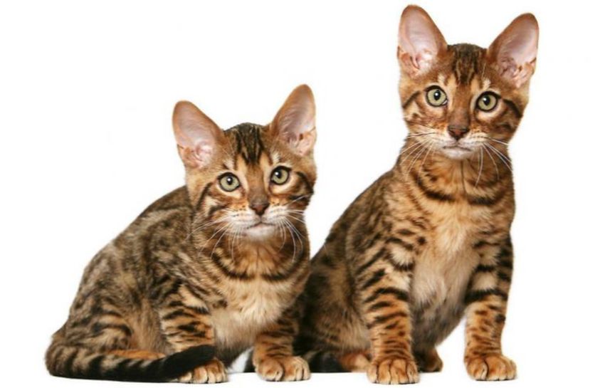 Калифорнийская сияющая - это порода кошек, внешне напоминающая диких.