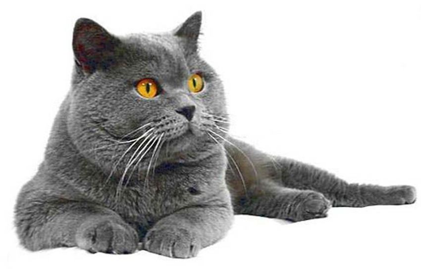Британская кошка. У них спокойный характер и крепкое здоровье, что делает их идеальными животными для содержания в квартире.