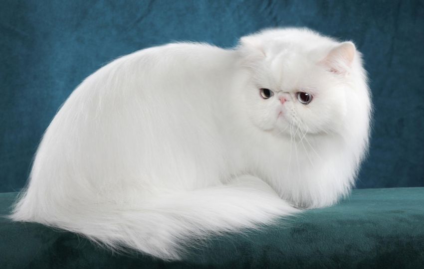 Персидская кошка. Абсолютно неприхотливая в уходе порода любит лежать на любых мягких поверхностях