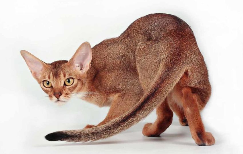 Абиссинская кошка. Это — дружелюбная и умная порода, которая не требует особого ухода за шерстью