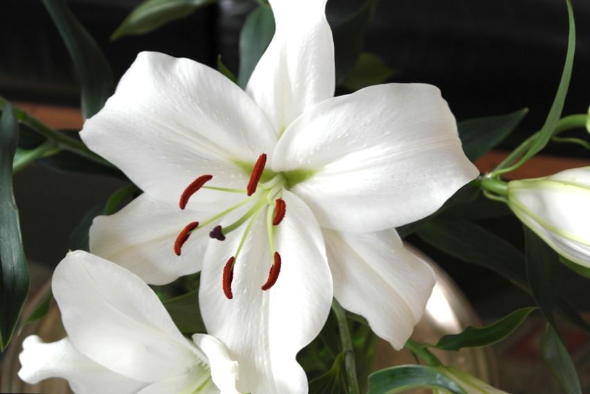 Хорошо смотрится при посадке группами по три-пять растений и счастлива в контейнере. Каса Бланка представляет собой большой белый цветок, источающий сладкий аромат.
