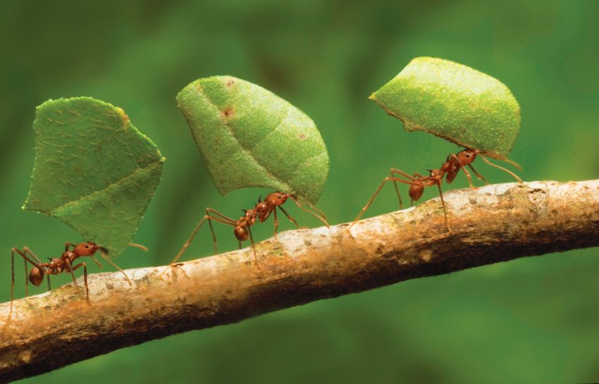 Для этого нужно выяснить, какой конкретно муравей вас интересует. Некоторые виды весят 1-2 миллиграмма, а масса других может достигать 10 грамм.
