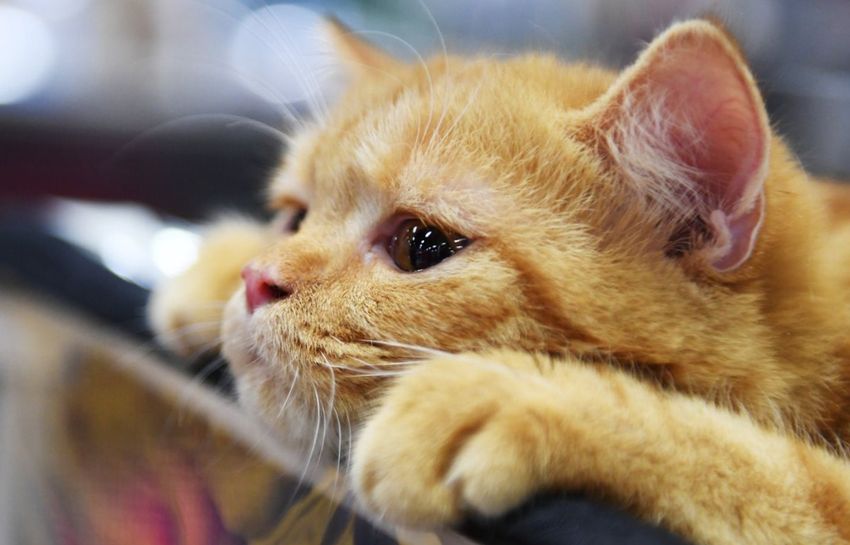 Результаты исследования, в которых раскрываются правильные способы взаимодействия с домашними кошками