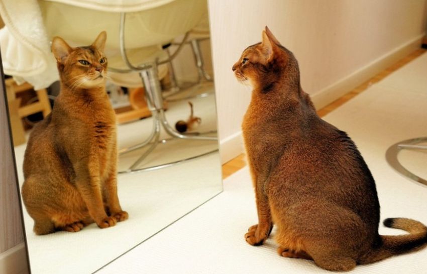 Собаки, как и кошки, не распознают себя в зеркале. Более того, они не замечают их вовсе. Дело в том, что эти животные используют обоняние для того, чтобы распознавать других особей.