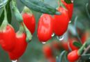 Гомеопатическое средство — ягода годжи