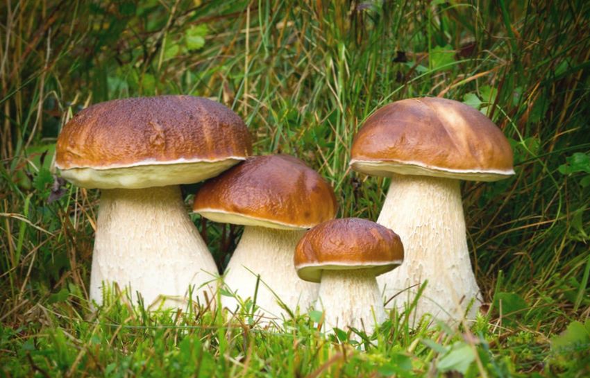грибы являются отличным источником полезных для здоровья веществ, например витамина D, а также положительно влияют на эмоциональное состояние.