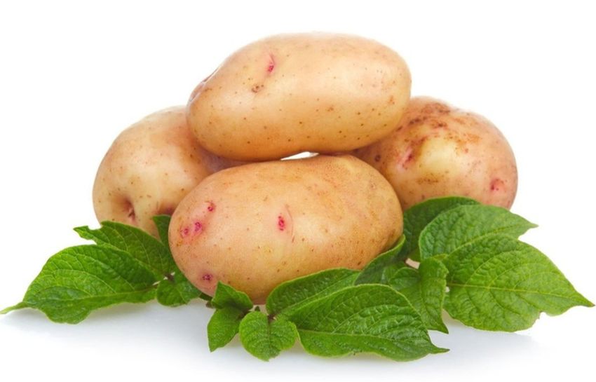 Картофель является самым популярным корнеплодом в мире, обходя маниок, батат, ямс, морковь и свёклу, хотя едят его не везде.