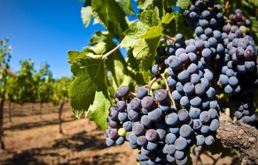 Это была пора упадка виноградарства, потому что длительный процесс передачи виноградников новым владельцам отнимал много времени, новые же владельцы, как правило, не были специалистами этого дела.