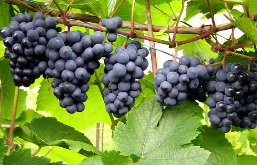 В последние годы существования Австро-Венгрии виноградарство и виноделие в крае получило действительно массовое распространение.