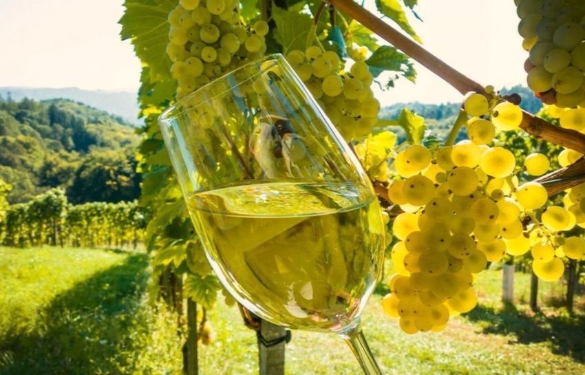 На самом же деле простое, доброе, прекрасное и первосортное токайские были Береговскими винами и только настоящее происходило из виноградников Токая, но и то не всегда.